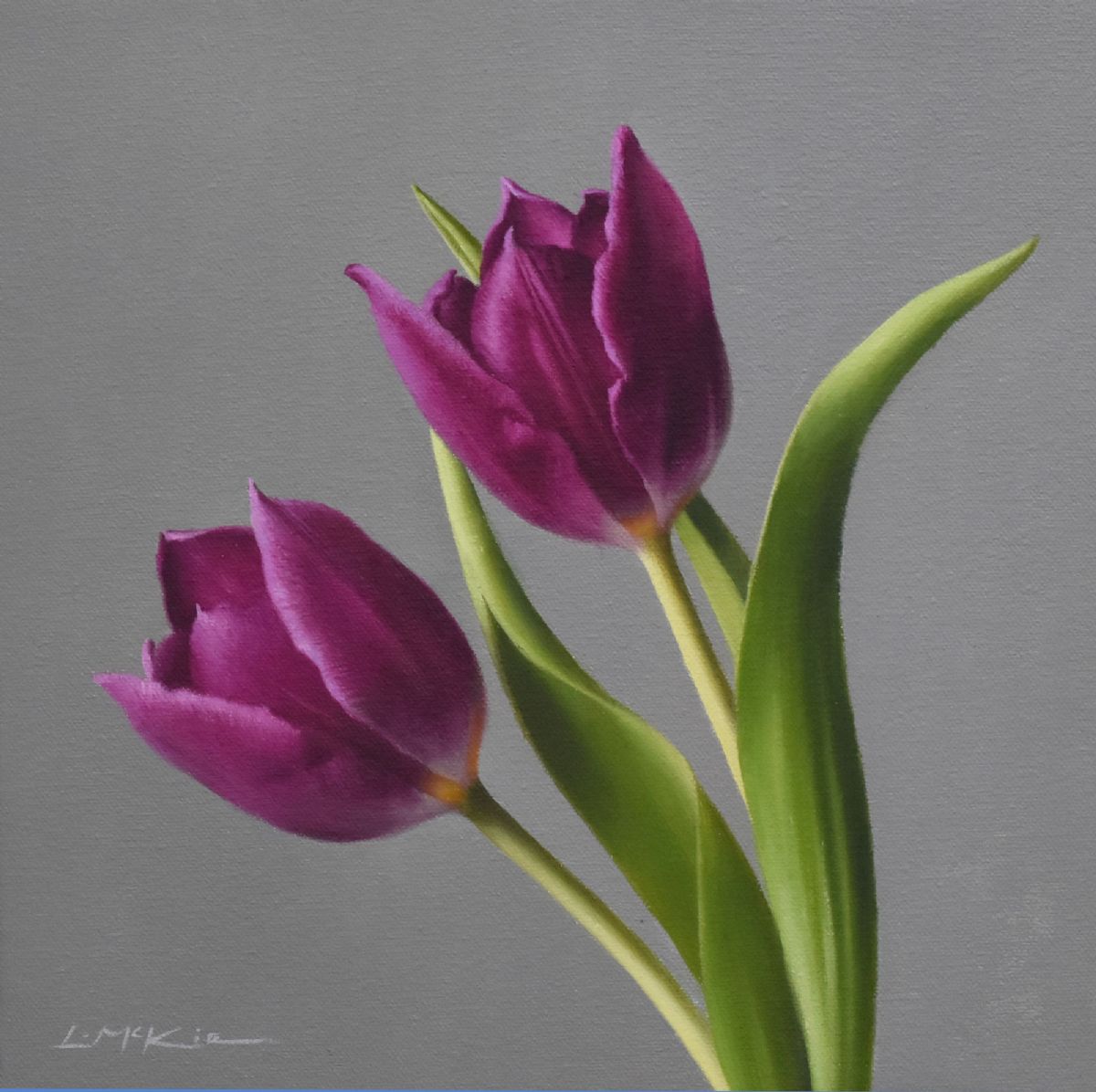 Magenta Tulips