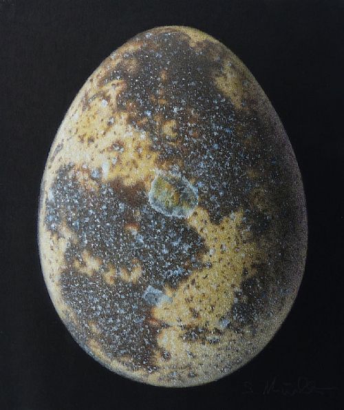 Quail Egg on Black