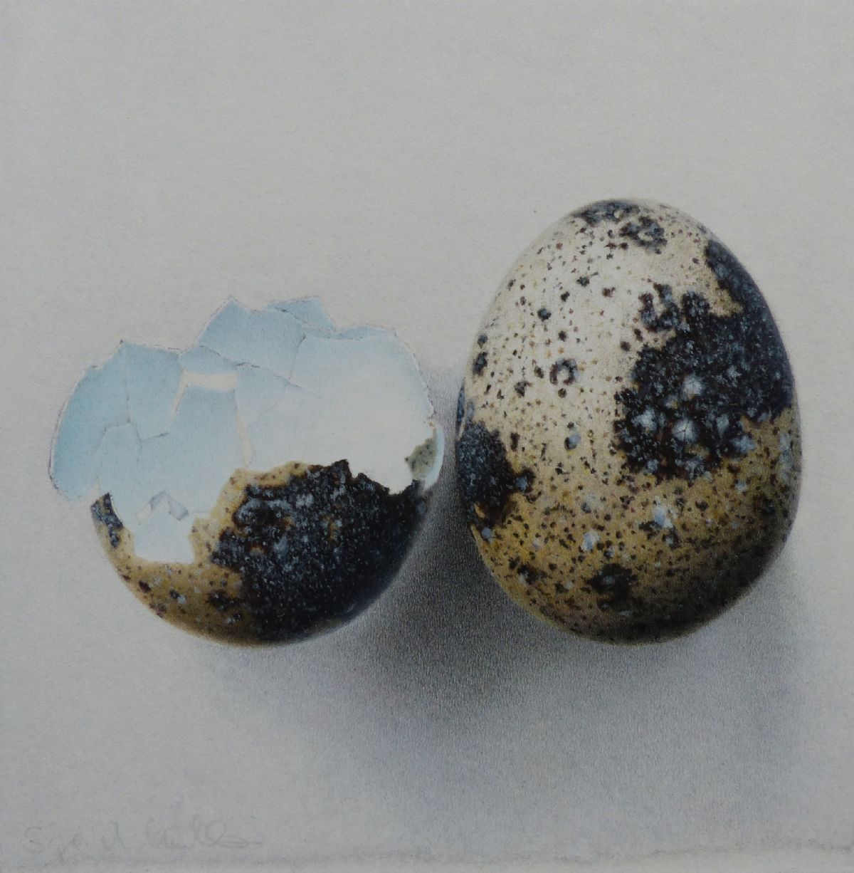 Quail Egg and Shell