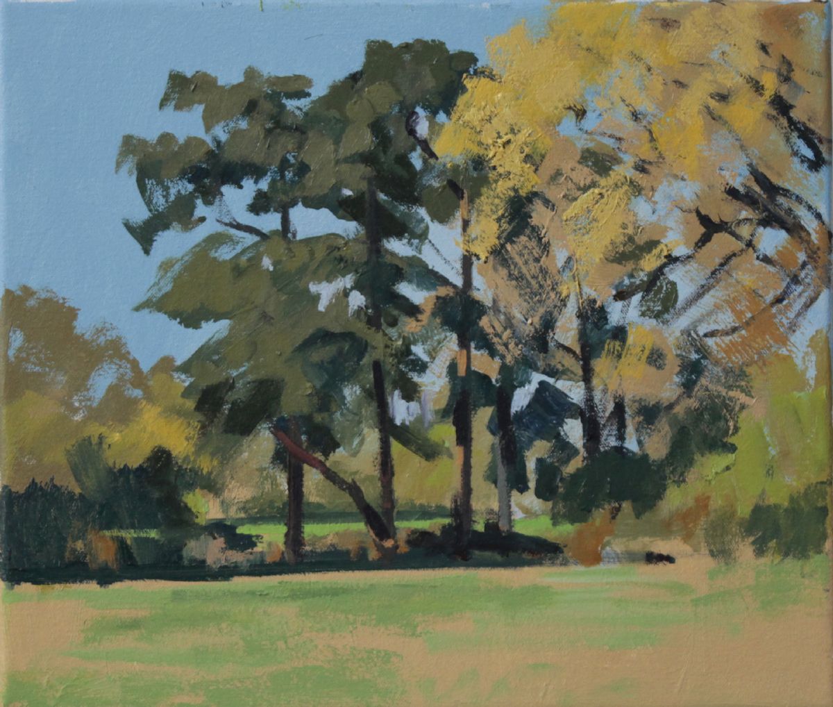 Scots Pines, April study